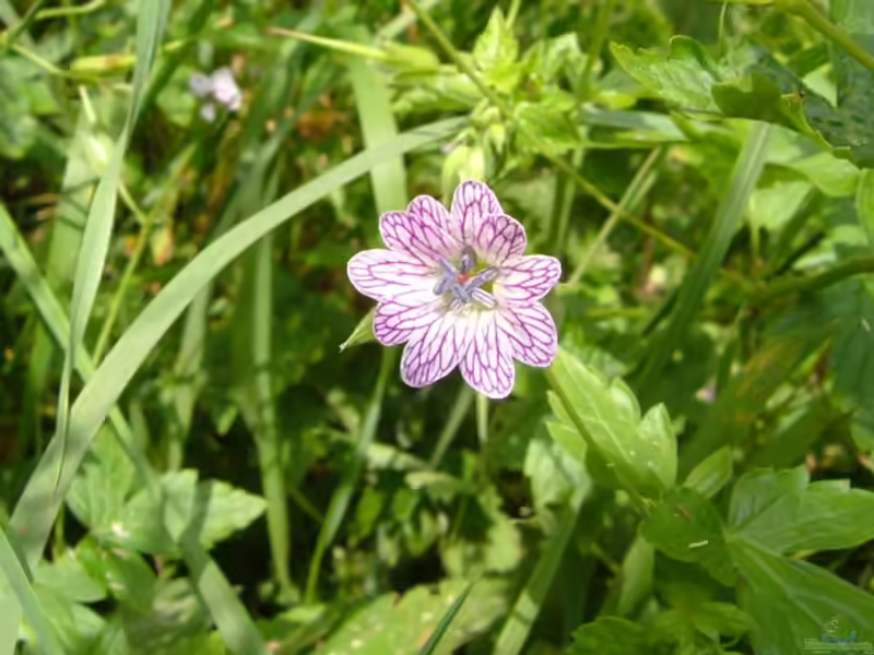 Geranium versicolor im Garten pflanzen (Einrichtungsbeispiele mit Veränderlicher Storchschnabel)