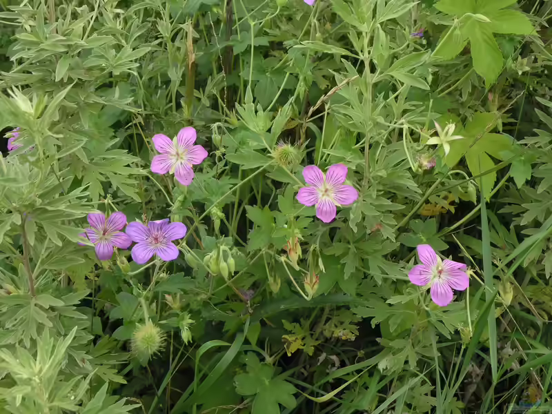 Geranium wlassovianum im Garten pflanzen (Einrichtungsbeispiele mit Sibirischer Storchschnabel)