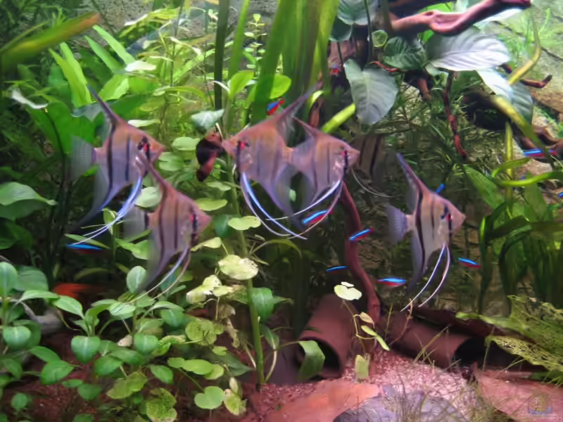 Einrichtungsbeispiele mit Gesellschaftsaquarien aus Amerika