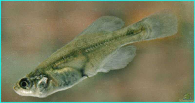 Girardinichthys viviparus im Aquarium halten (Einrichtungsbeispiele für Girardinichthys viviparus)