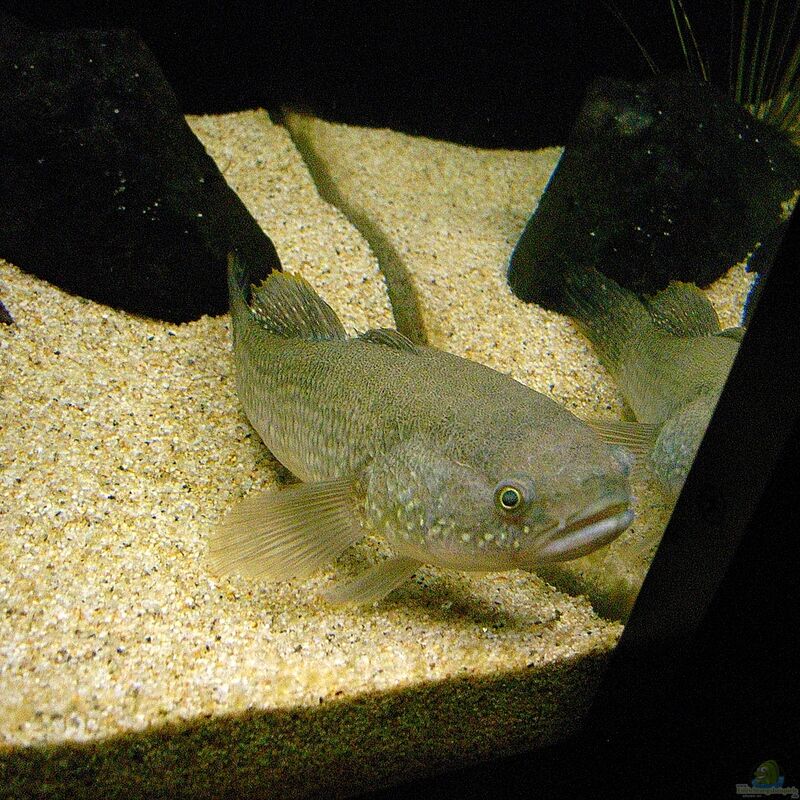 Giuris margaritacea im Aquarium halten (Einrichtungsbeispiele für Schlangenkopf-Schläfergrundel)