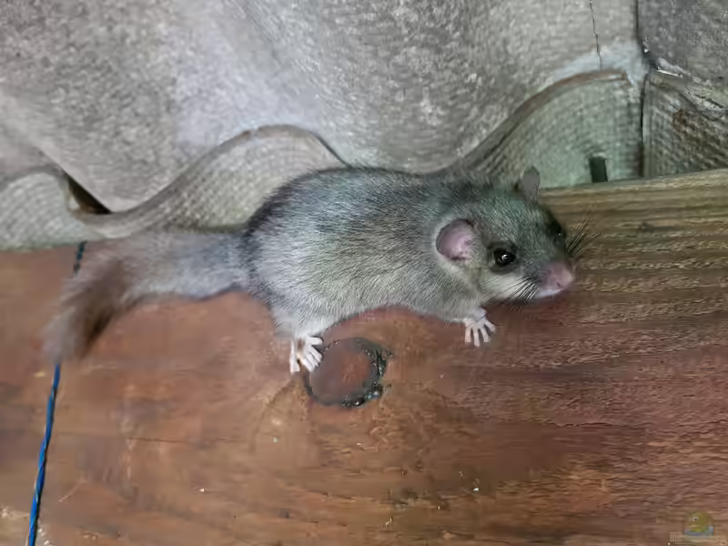 Siebenschläfer im Garten (Einrichtungsbeispiele mit Glis glis)