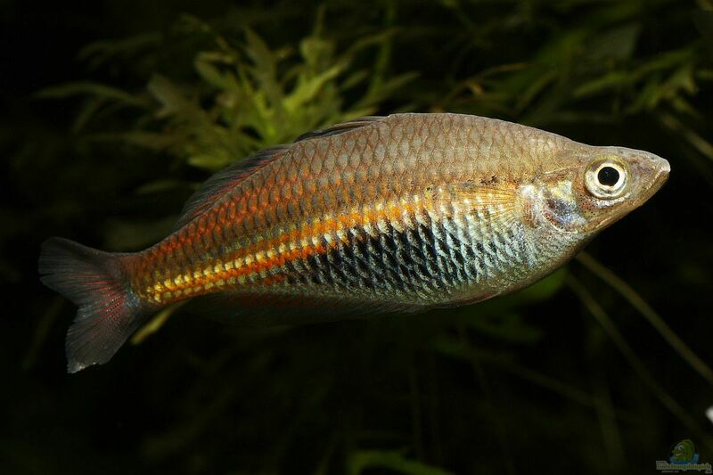 Glossolepis ramuensis im Aquarium halten (Einrichtungsbeispiele für Ramu-Regenbogenfisch)