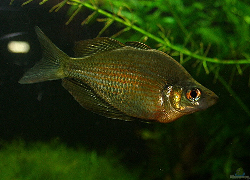 Glossolepis wanamensis im Aquarium halten (Einrichtungsbeispiele für Wanam-Regenbogenfisch)