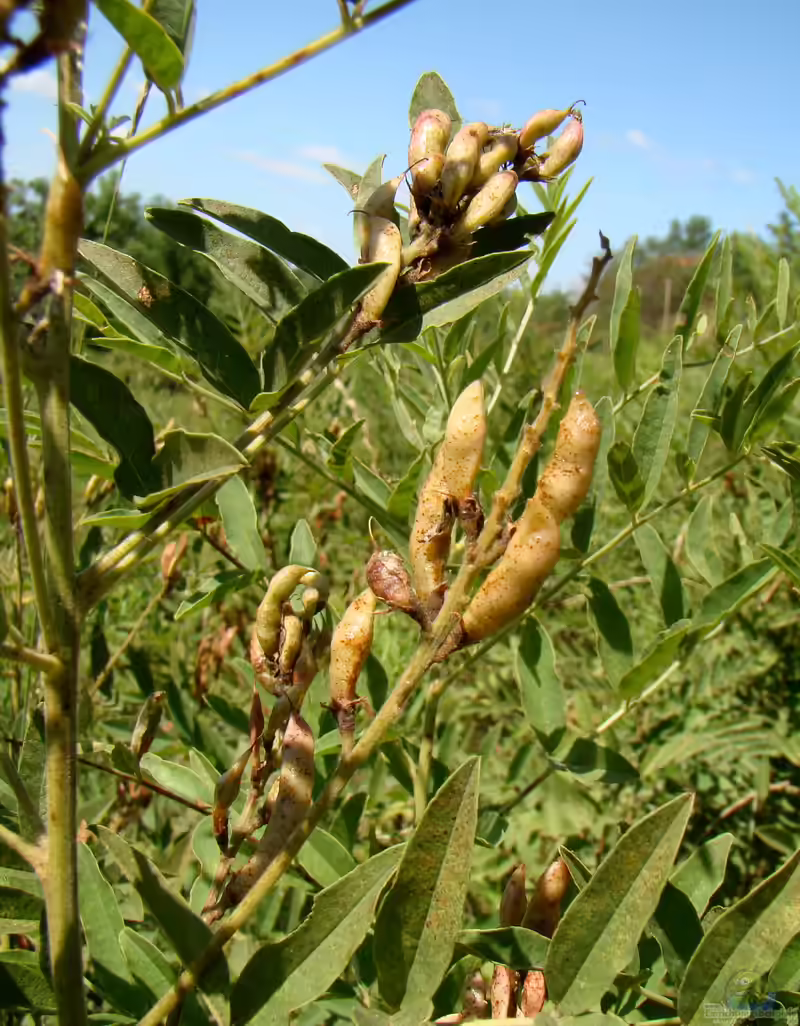 Glycyrrhiza glabra am Gartenteich (Einrichtungsbeispiele mit Echte Süßholzwurzel)