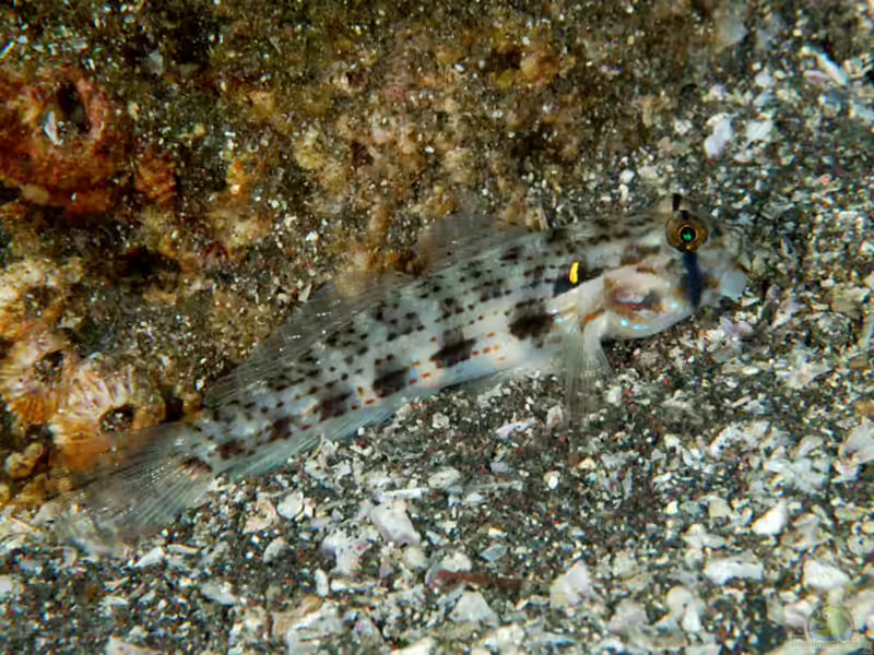 Gnatholepis cauerensis im Aquarium halten (Einrichtungsbeispiele für Familien-Sandgrundel)