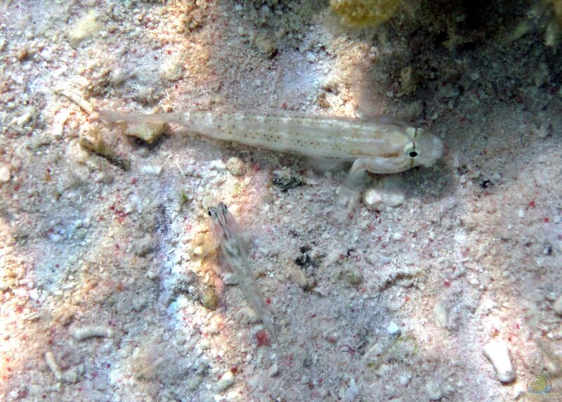 Gnatholepis thompsoni im Aquarium halten (Einrichtungsbeispiele für Goldpunktgrundel)