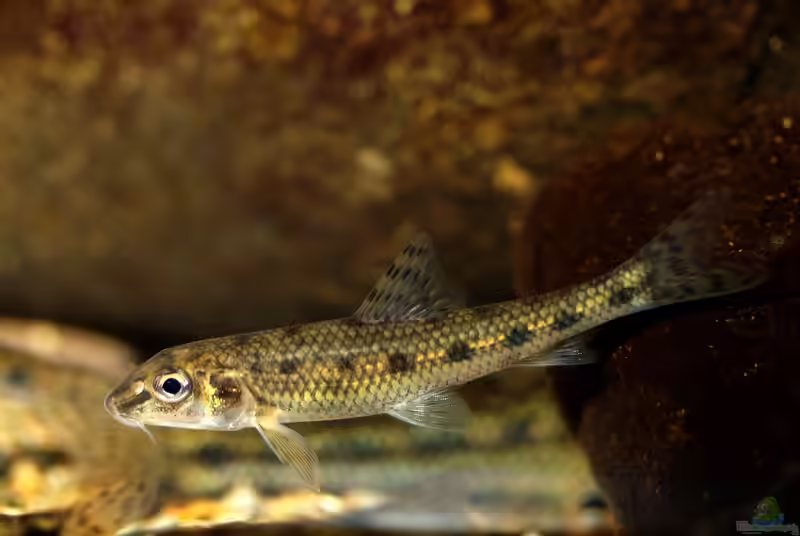 Gobio gobio im Gartenteich halten (Einrichtungsbeispiele für Gründling)
