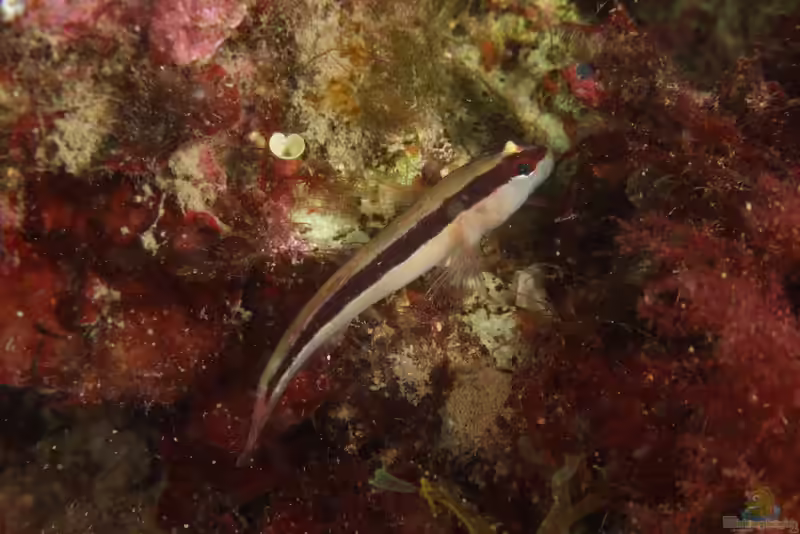 Gobius vittatus im Aquarium halten (Einrichtungsbeispiele für Streifengrundel)
