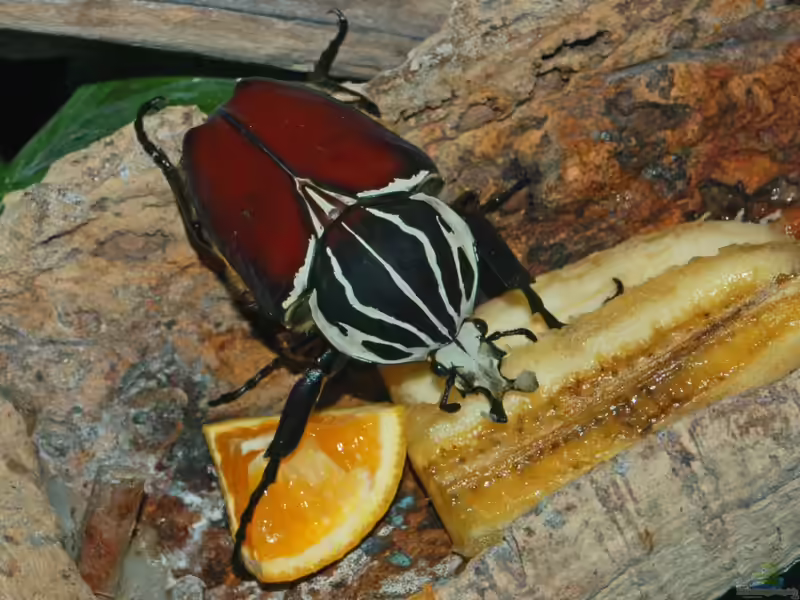 Goliathus goliatus im Terrarium halten (Einrichtungsbeispiele mit Afrikanischer Goliathkäfer)