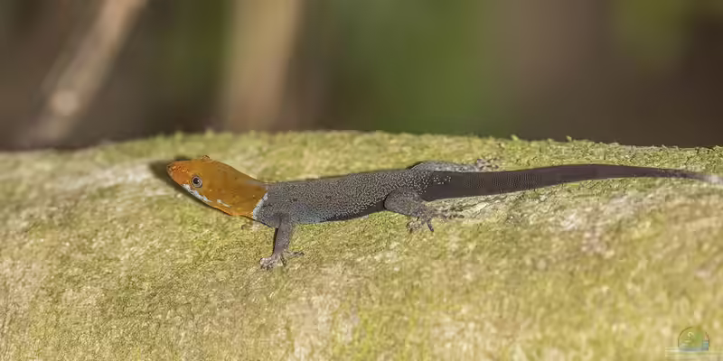 Gonatodes albogularis im Terrarium halten (Eirichtungsbeispiele für Blauer Rotkopfgecko)