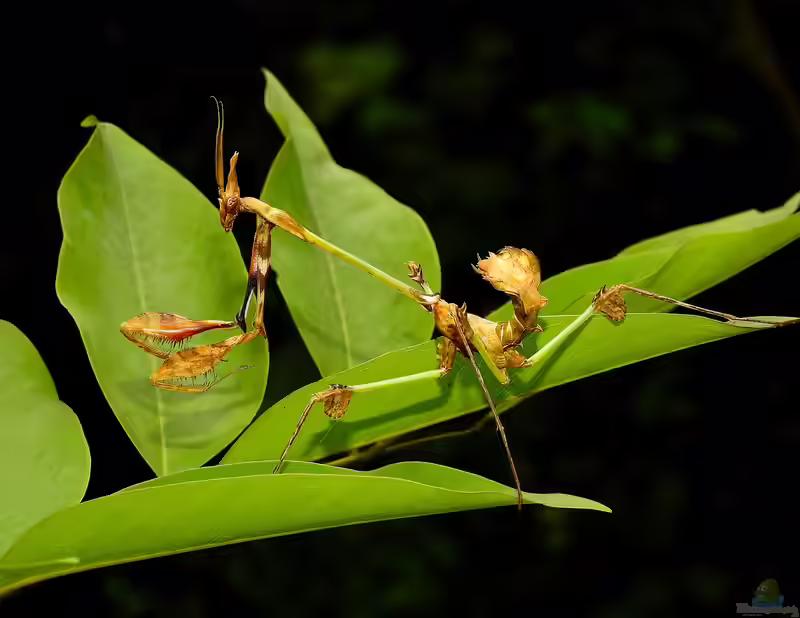 Gongylus gongylodes im Terrarium halten (Einrichtungsbeispiele mit Wandelnde Geige)