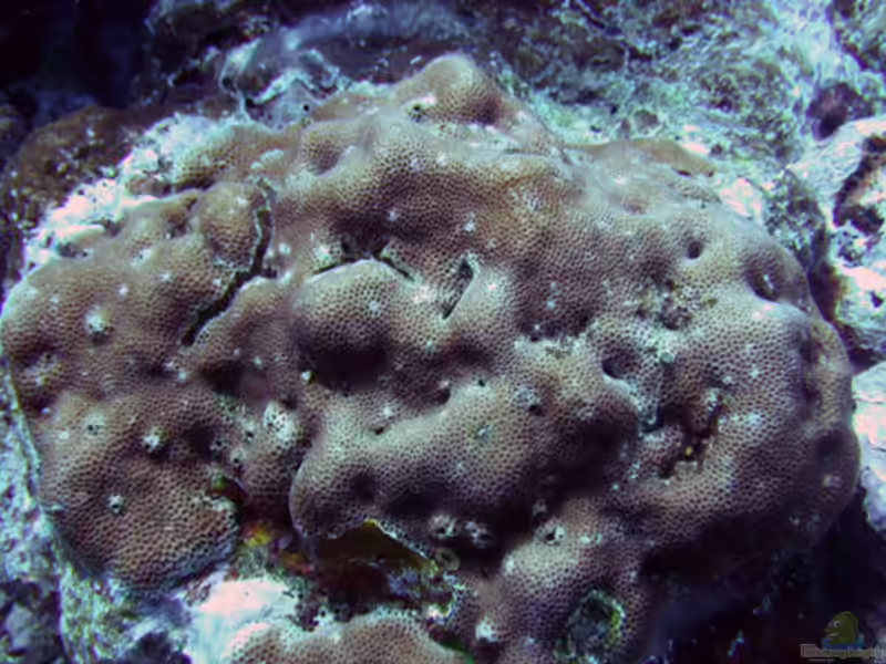 Goniastrea edwardsi im Aquarium halten (Einrichtungsbeispiele für Großpolypige Steinkoralle)