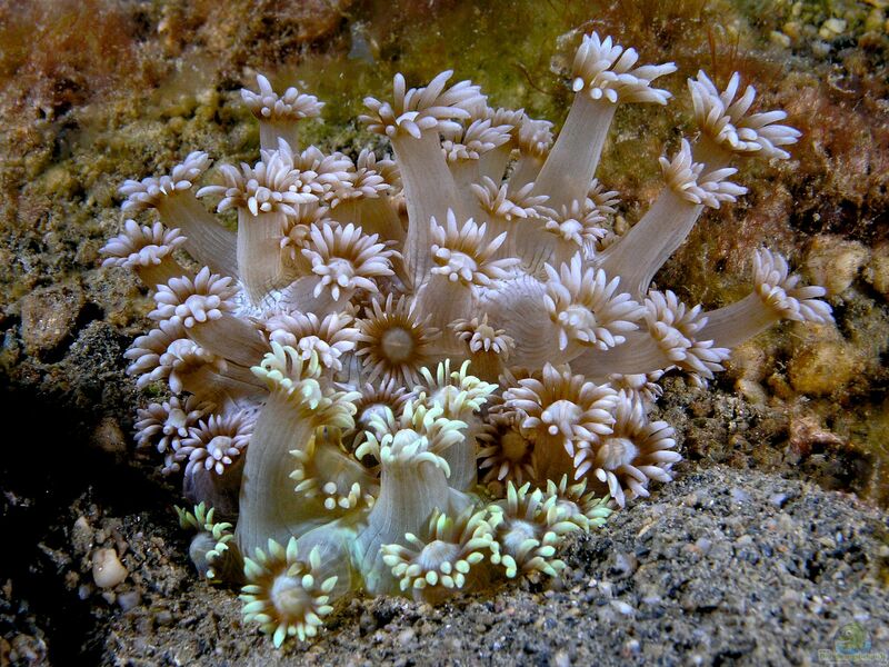 Goniopora djiboutiensis im Aquarium halten (Einrichtungsbeispiele für Sonnenschein-Koralle)