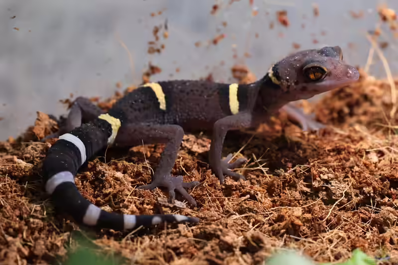 Goniurosaurus lichtenfelderi im Terrarium halten (Einrichtungsbeispiele mit Chinesischer Tigergecko)