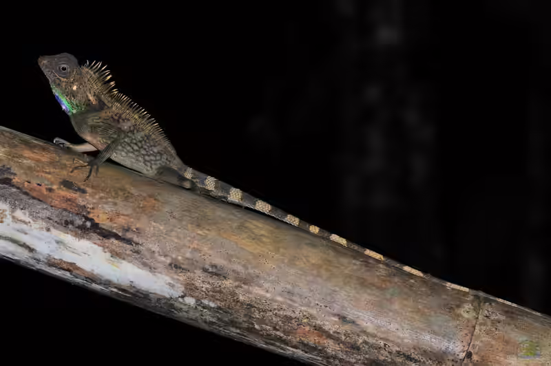 Gonocephalus bellii im Terrarium halten (Einrichtungsbeispiele mit Blaukehl-Winkelkopfagame)