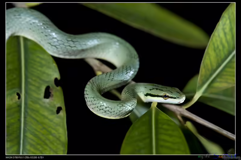 Gonyosoma frenatum im Terrarium halten (Einrichtungsbeispiele mit Asiatische Zügelnatter)