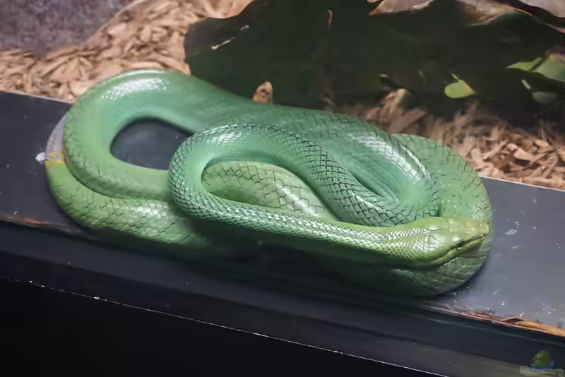 Gonyosoma prasinum im Terrarium halten (Einrichtungsbeispiele mit Smaragdnatter)