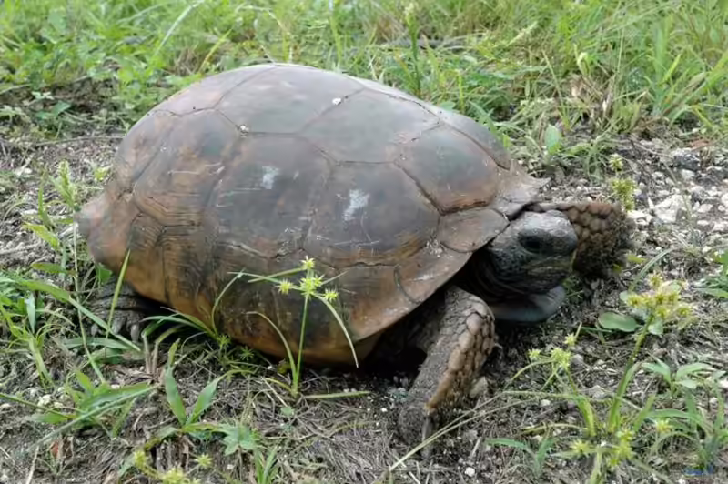 Gopherus polyphemus im Terrarium halten (Einrichtungsbeispiele mit Gopherschildkröte)