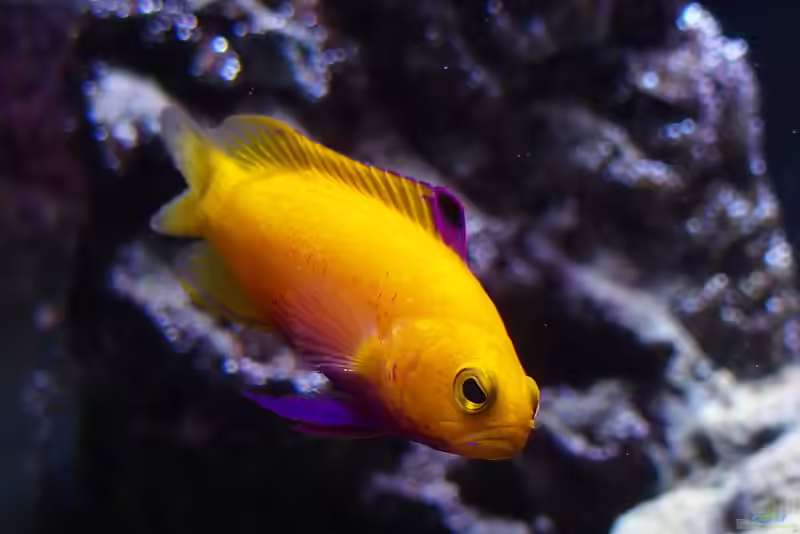 Gramma dejongi im Aquarium halten (Einrichtungsbeispiele für Dejongs Feenbarsch)