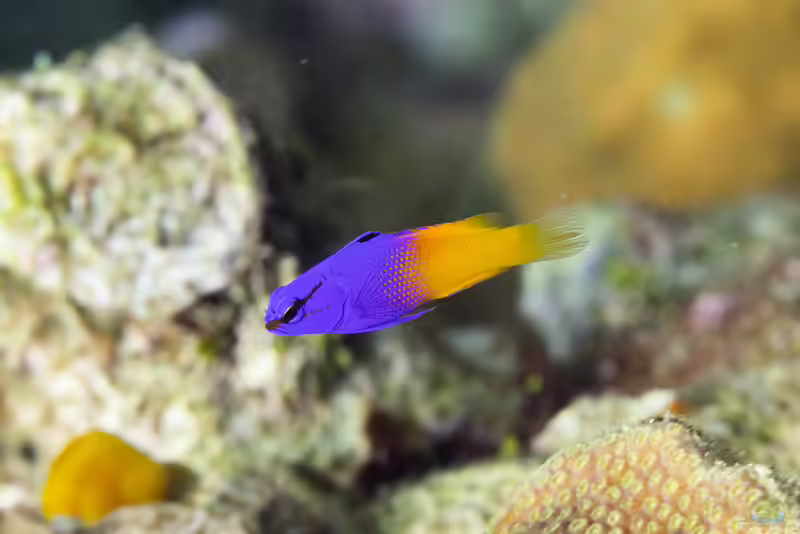 Gramma loreto im Aquarium halten (Einrichtungsbeispiele mit Königs-Feenbarsch)