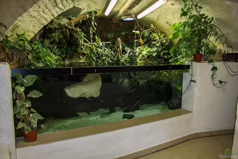 Jenseits des Standards: Großaquarien (Einrichtungsbeispiele Großaquarium)