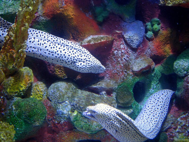 Gymnothorax isingteena im Aquarium halten (Einrichtungsbeispiele für Jaguarmuräne)  - Gymnothorax-isingteenaaquarium