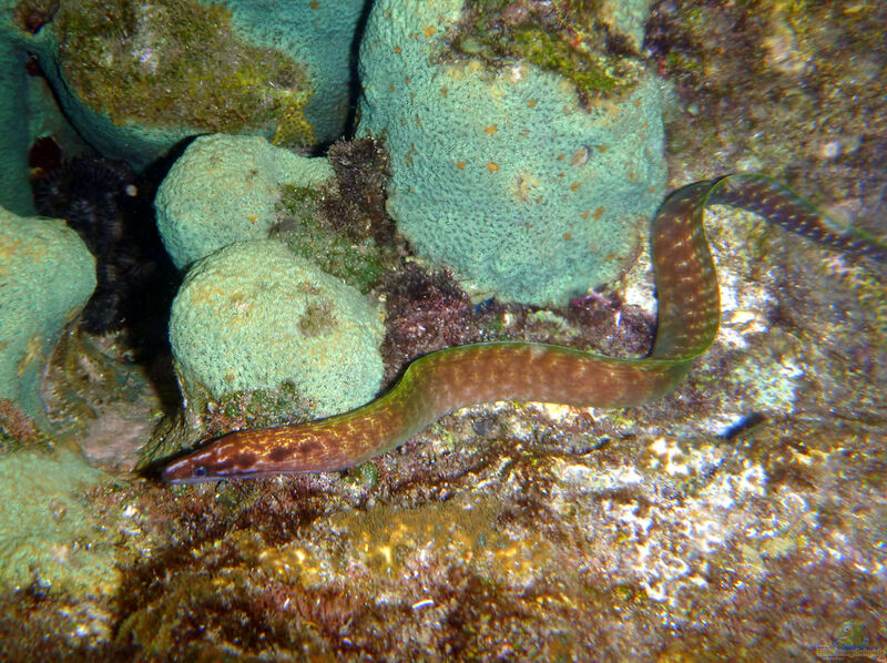 Gymnothorax margaritophorus im Aquarium halten (Einrichtungsbeispiele für Fleckhalsmuräne)  - Gymnothorax-margaritophorusaquarium