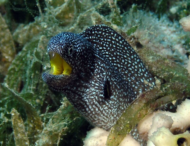 Gymnothorax nudivomer im Aquarium halten (Einrichtungsbeispiele für Gelbmaul-Muräne)