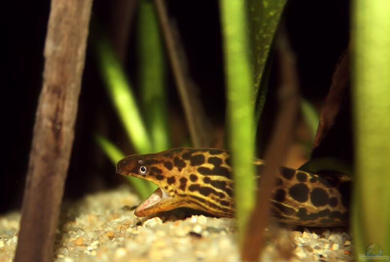 Gymnothorax polyuranodon im Aquarium halten (Einrichtungsbeispiele für Leopardmuränen)  - Gymnothorax-polyuranodonaquarium