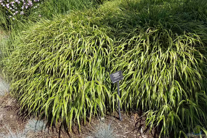 Hakonechloa macra im Garten pflanzen (Einrichtungsbeispiele mit Japan-Zwergschilf)