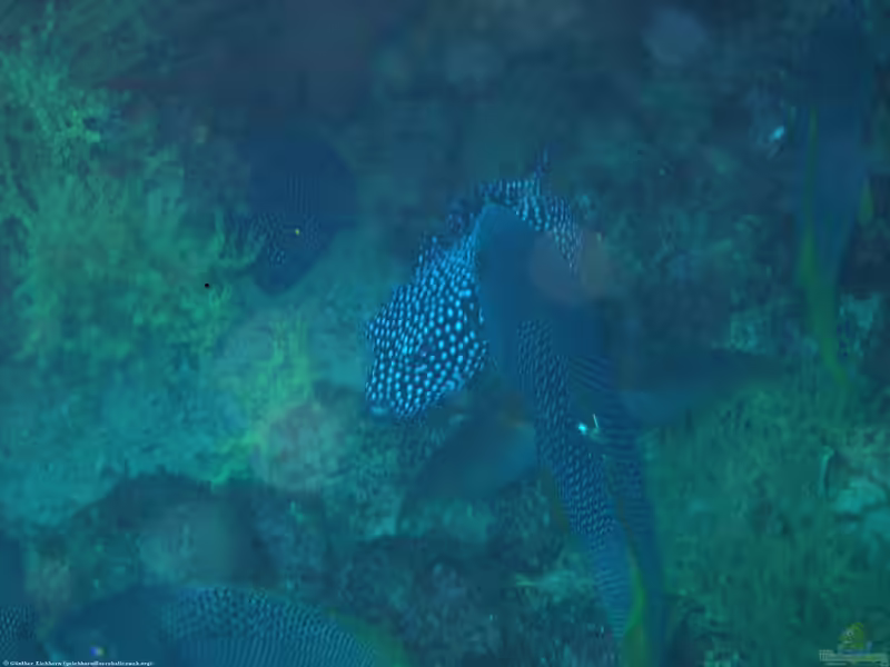 Halichoeres adustus im Aquarium halten (Einrichtungsbeispiele für Schwarzer Junker)