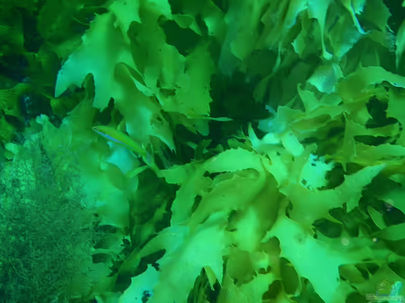 Halichoeres brownfieldi im Aquarium halten (Einrichtungsbeispiele für Brownfields Junker)