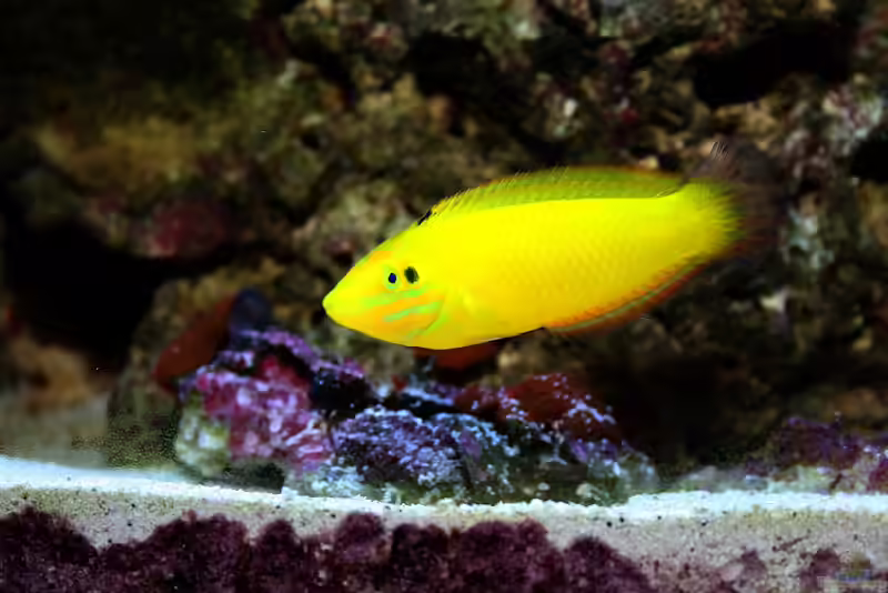 Halichoeres chrysus im Aquarium halten (Einrichtungsbeispiele für Kanarien-Lippfisch)