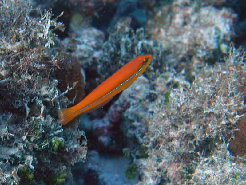Halichoeres garnoti im Aquarium halten (Einrichtungsbeispiele für Gelbkopf-Lippfisch)
