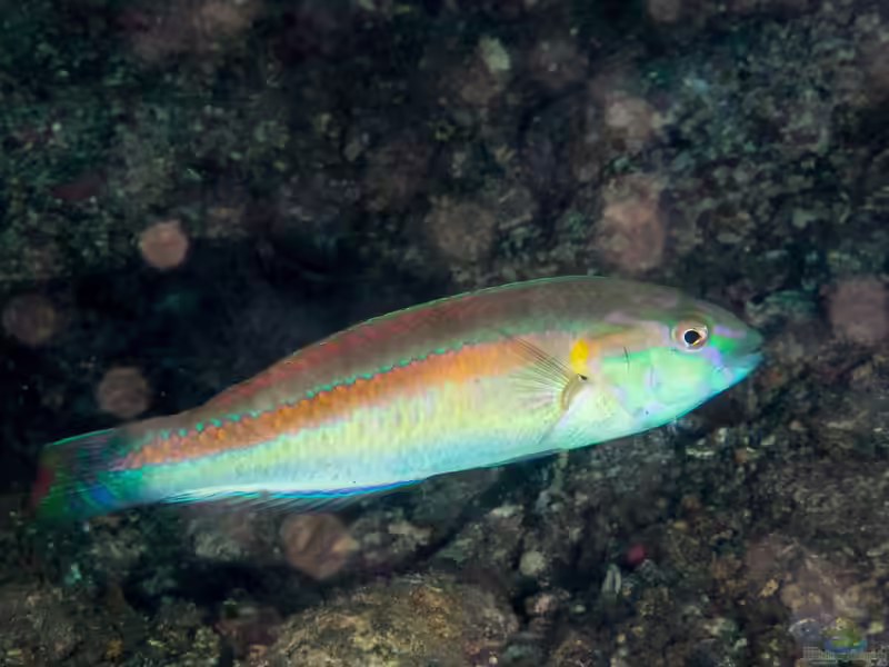 Halichoeres hartzfeldii im Aquarium halten (Einrichtungsbeispiele für Hartzfelds Lippfisch)