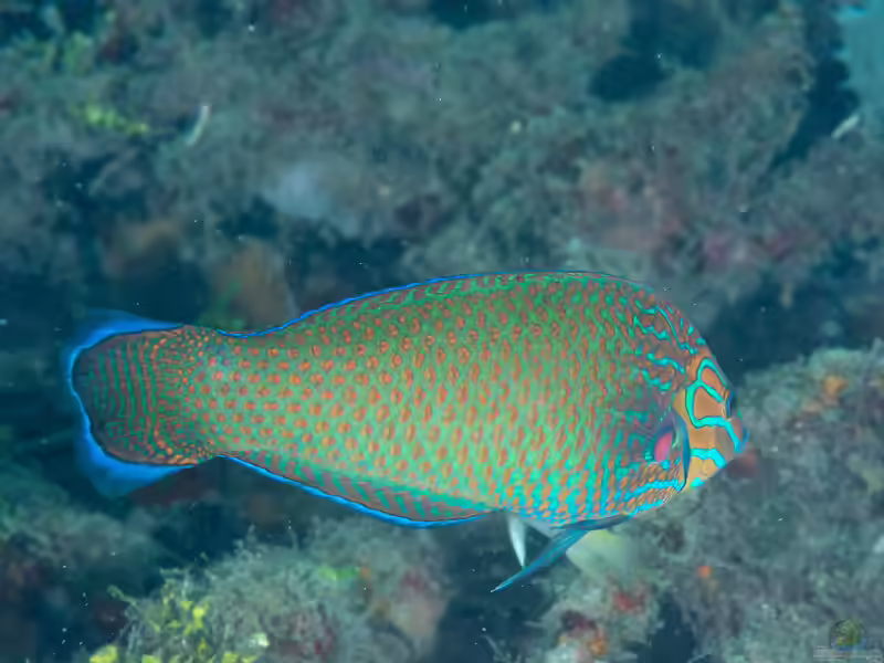 Halichoeres leucurus im Aquarium halten (Einrichtungsbeispiele für Graukopf-Junker)