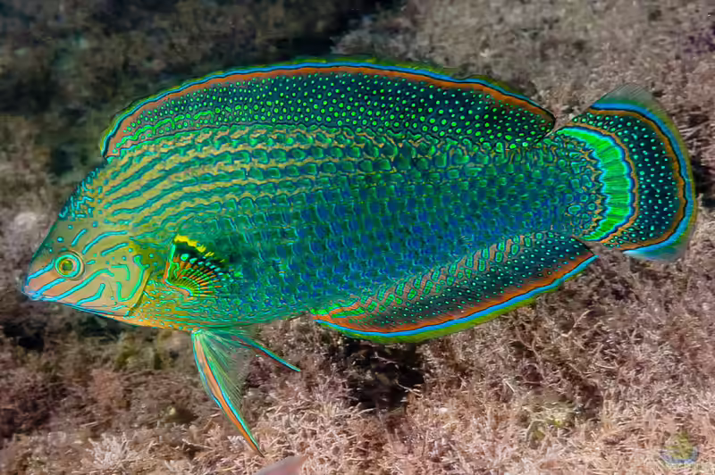 Halichoeres marginatus im Aquarium halten (Einrichtungsbeispiele für Prachtregenbogenlippfisch)