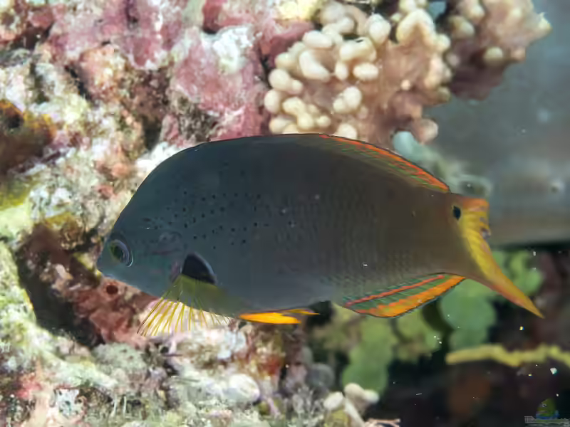 Halichoeres melanochir im Aquarium halten (Einrichtungsbeispiele für Orangeflossen-Junker)