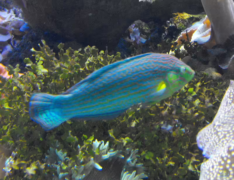 Halichoeres melanurus im Aquarium halten (Einrichtungsbeispiele für Regenbogenlippfisch)