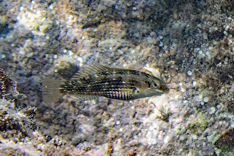 Halichoeres miniatus im Aquarium halten (Einrichtungsbeispiele für Rundwangen-Junker)  - Halichoeres-miniatusaquarium