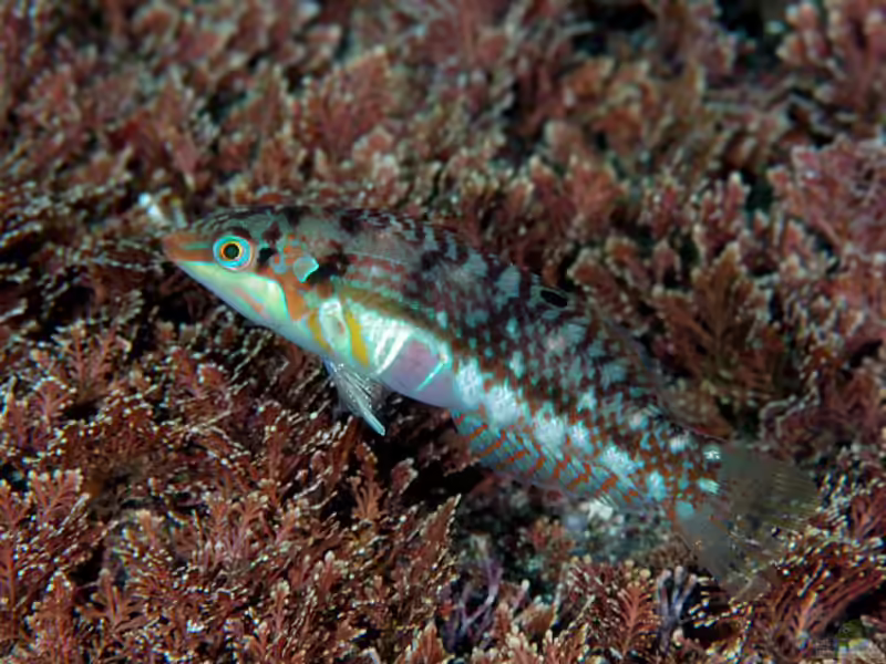 Halichoeres nebulosus im Aquarium halten (Einrichtungsbeispiele für Kirschflecken-Lippfisch)