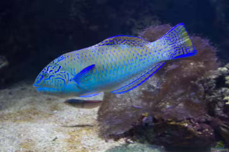 Halichoeres radiatus im Aquarium halten (Einrichtungsbeispiele für Puddingfrau Lippfisch)