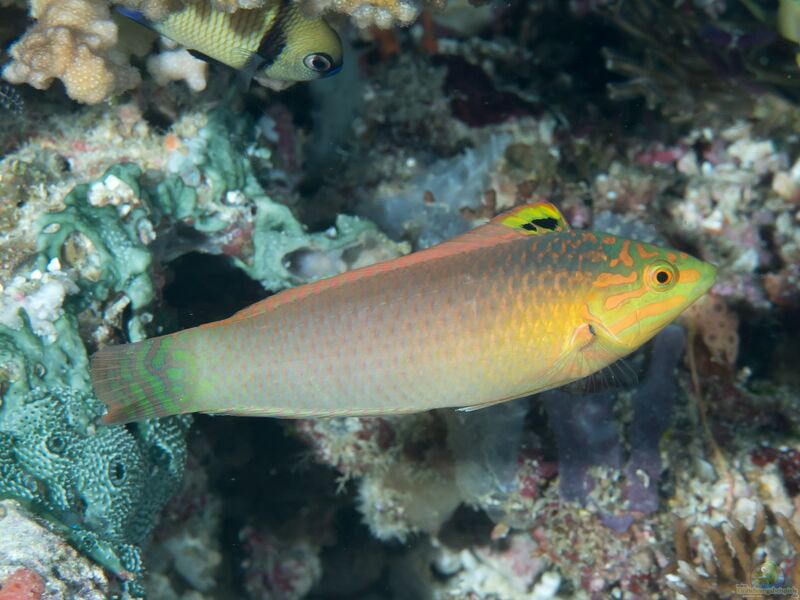 Halichoeres solorensis im Aquarium halten (Einrichtungsbeispiele für Solor-Junker)