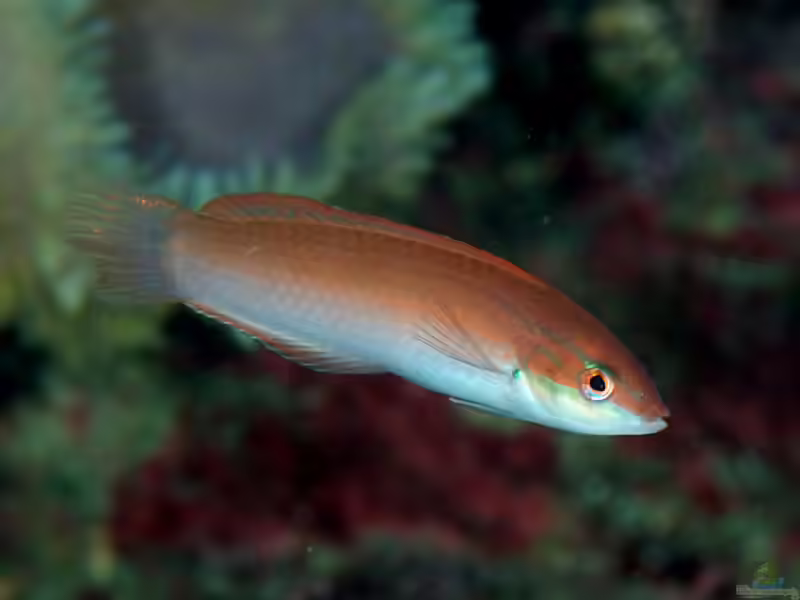 Halichoeres tenuispinis im Aquarium halten (Einrichtungsbeispiele für Chinesicher Junker)