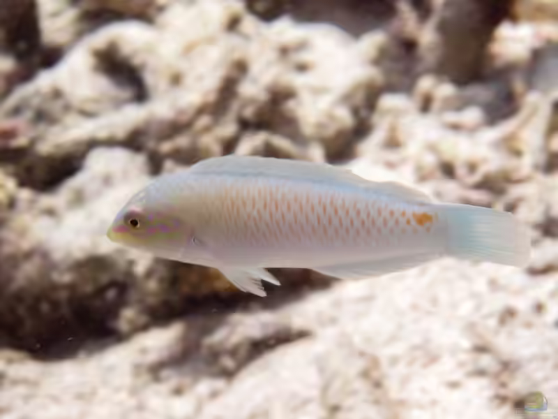 Halichoeres trimaculatus im Aquarium halten (Einrichtungsbeispiele für Dreifleck-Junker)