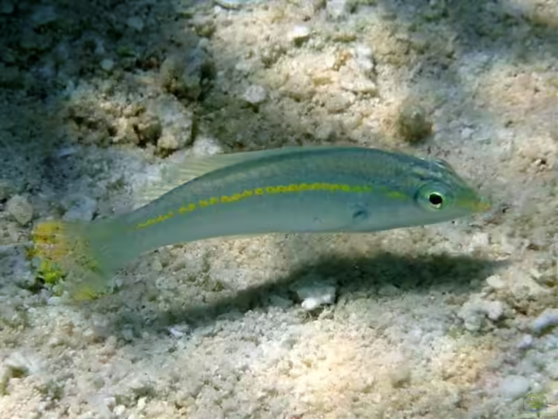 Halichoeres zeylonicus im Aquarium halten (Einrichtungsbeispiele für Goldstreifen-Junker)