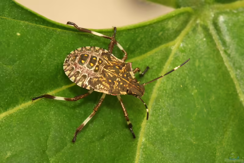 Marmorierte Baumwanze: Halyomorpha halys im Garten (Einrichtungsbeispiele mit Halyomorpha halys)