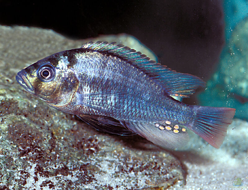 Haplochromis commutabilis im Aquarium halten (Einrichtungsbeispiele für Blauer Kachira)