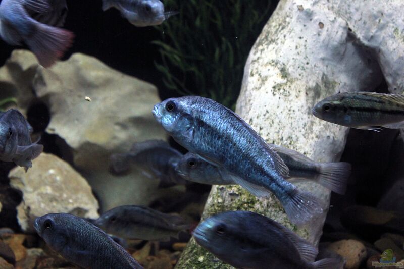 Haplochromis degeni im Aquarium halten (Einrichtungsbeispiele für Haplochromis degeni)  - Haplochromis-degeniaquarium